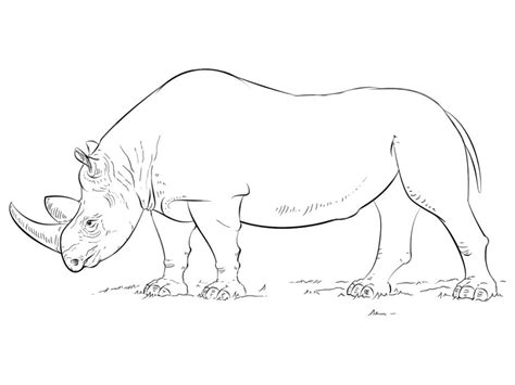 Desenhos De Rinoceronte Normal 1 Para Colorir E Imprimir