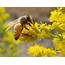 Trees That Attract Bees Gardening Q&ampA With George Weigel  Pennlivecom