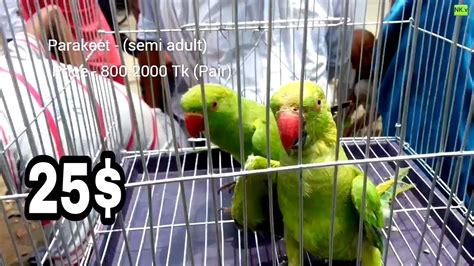 Parrot And Parakeet Price In Bird Market Youtube