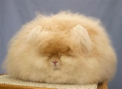 The Fluffiest Animals In The World