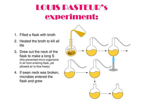 He boiled a meat broth in a swan neck flask. PPT - Francesco Redi's Experiment Attempting to Disprove ...