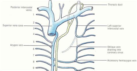 Pedi Cardiology Systemic Veins In The Thorax And Thoracic Duct