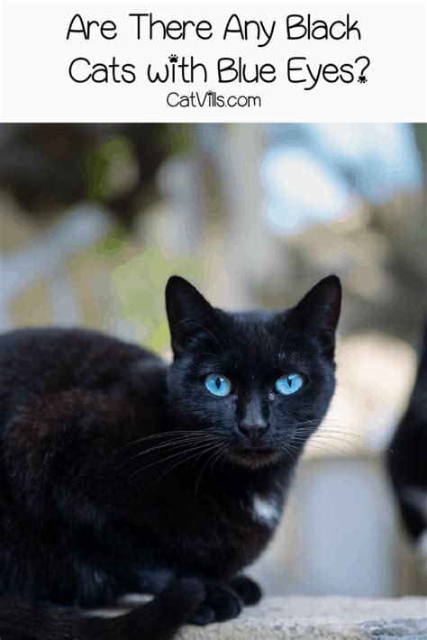 Black Cat Breeds With Blue Eyes Do They Actually Exist Common Cat