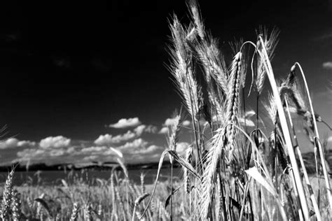 wheat field 7d canon 17 40 pol filter red filter silviu opris flickr