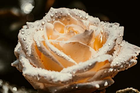 White Rose With Water Droplets · Free Stock Photo