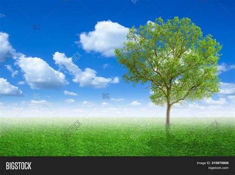 Lone Tree Meadow On Image And Photo Free Trial Bigstock