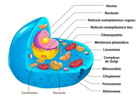 Celula Eucariota Animal Citoplasma