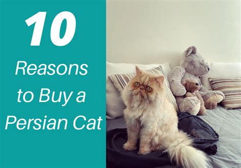 10 Reasons To Get A Persian Cat Persian Cat Corner