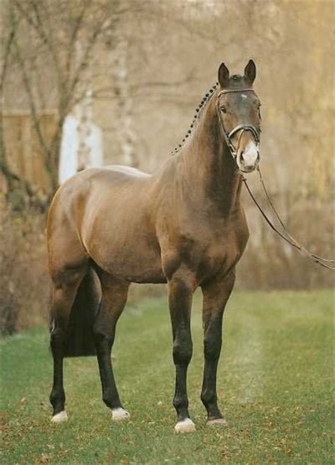 horse breeds   images  pinterest horse breeds horses  beautiful horses