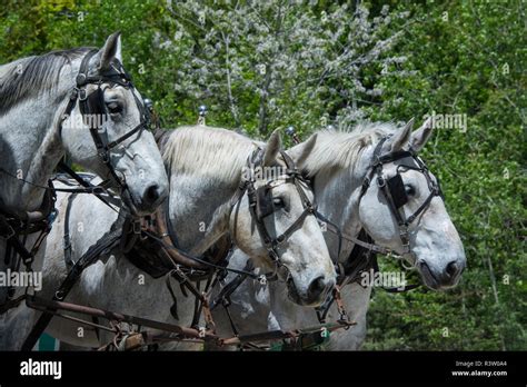 Three Horse Carriage Team Stock Photo Alamy