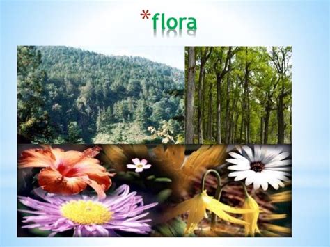 Resultado De Imagen Para Flora Del Bosque Templado Bosque Templado