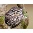 Little Owl Facts Range Habitat Diet Lifespan Pictures