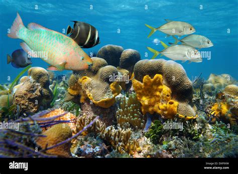 Underwater Scenery With Tropical Fish In A Coral Reef Caribbean Sea