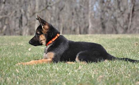 Illinois German Shepherd Breeders Petsidi