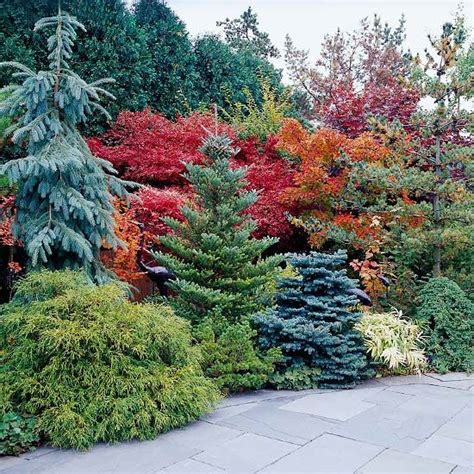 I knew there was a reason i don't cut this big burning bush down! The 25+ best Burning bush ideas on Pinterest | Flowering ...