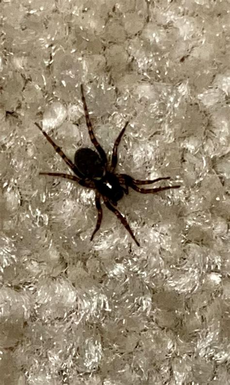 Whats This Spider Las Vegas Nv Rspiders