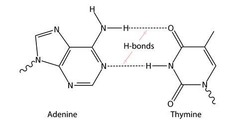 A) both contain a nitrogenous base, a pentose, and at least one phosphate. Image result for DNA hydrogen bonds | Hydrogen bond, Bond, Dna