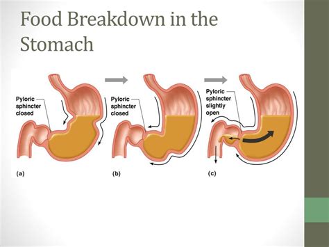 Ppt Esophagus And Stomach Powerpoint Presentation Free Download Id