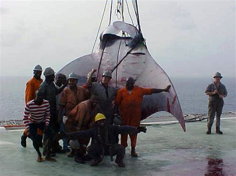 Giant Manta Ray Hauled By On Ships Anchor New York Daily News