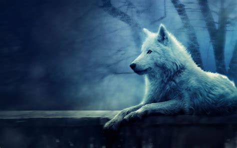 White Wolf Desktop Wallpapers Top Free White Wolf Desktop Backgrounds
