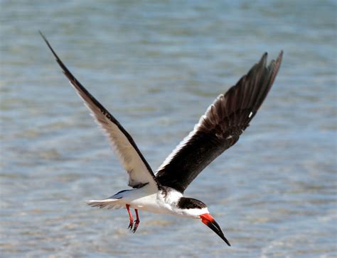 10 Most Beautiful Birds Having Unique Beaks Hubpages