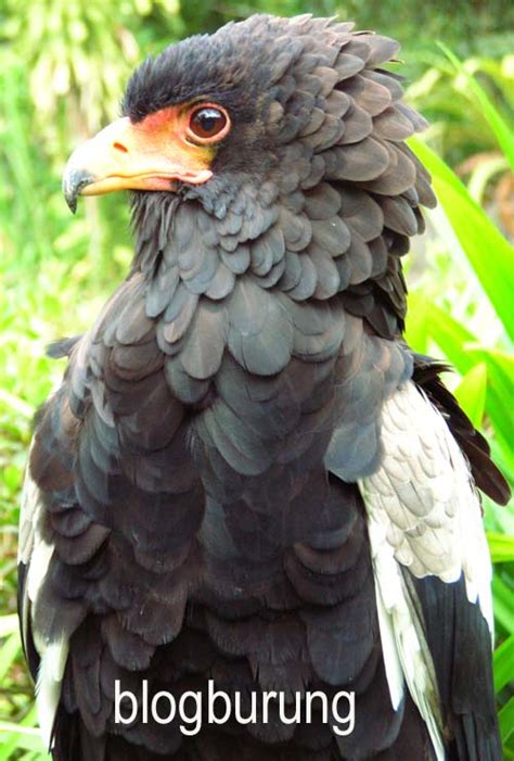 101 Gambar Hewan Burung Garuda Asli Hd Terbaru Gambar Hewan