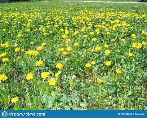 Dandelions On The Meadow Stock Image Image Of Flowers 173266669