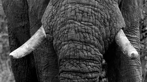 Animal Spirit Guide African Elephant Londolozi Blog