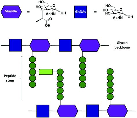 Automated Glycan Assembly Of Peptidoglycan Backbone Fragments Organic