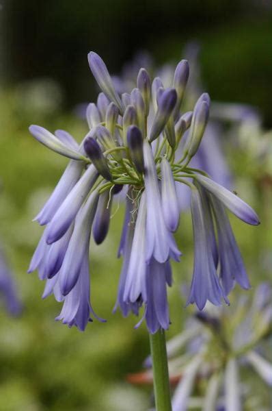 Want to discover art related to drooping? Drooping Agapanthus