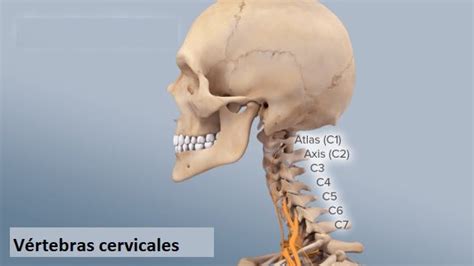 Cervicales Vértebras Cervicales Wikipedia La Enciclopedia Libre