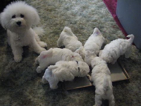 Such Good Dogs Breed Of The Month Bichon Frise