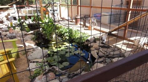 An Arizona Couple Builds A Deluxe Catio For Their 16 Cats Complete