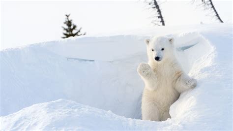 25 Cool Facts About Polar Bears Mental Floss