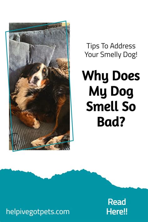 Why Does My Dog Smell So Bad Artofit