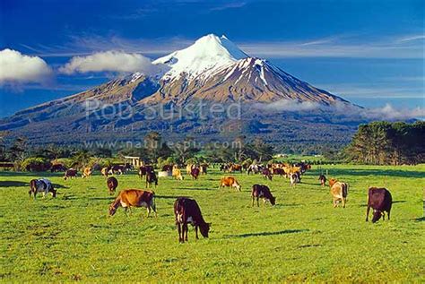 Mount Mt Egmont Mount Mt Taranaki Above Grazing Dairy Cows And