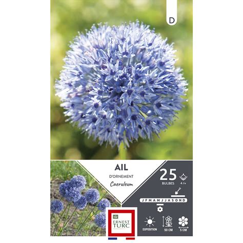 Bulbes Allium Court Caeruleum Bleu X Bricomarch