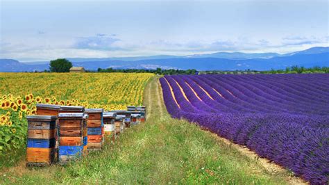 Lavender Bee Bing Wallpaper Download