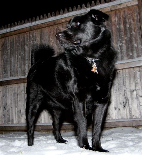 Little bear#chowpuppies#dog #ad #puppy #chowchow #tagsforlikes #tagsforlikesapp #cute #eyes #instagood #dogs_of_instagram #pet #pets… lab puppies. Jet - Black Lab Chow mix | ... loves the snow | Mike Lizzi | Flickr