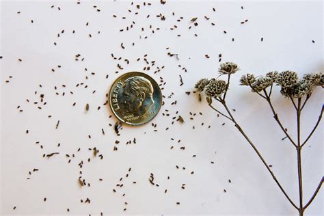 Pycnanthemum Virginianum Virginia Mountain Mint Seeds Flickr