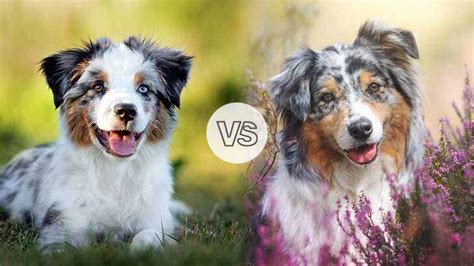 Miniature American Shepherd Vs Australian Shepherd Which Is Better