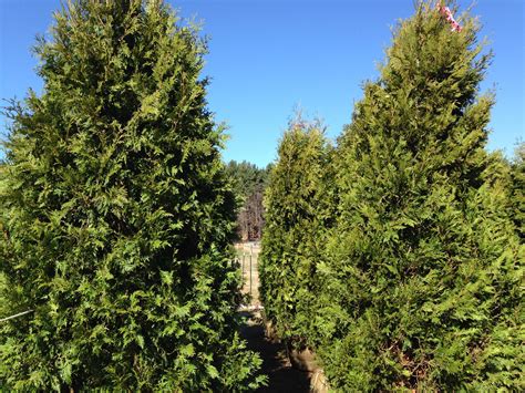 Dark American Arborvitae Up To 11 Feet Tall Instant Privacy Hedge