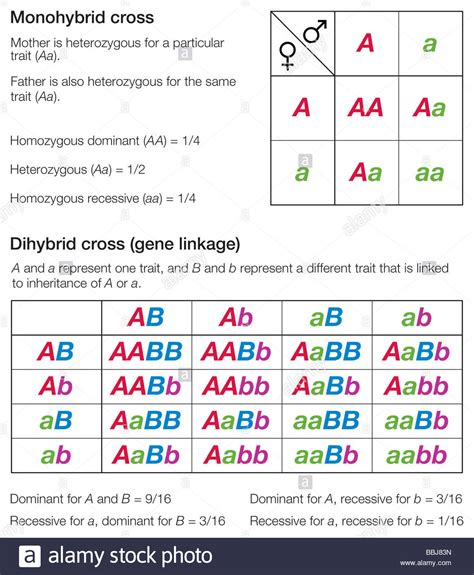 The punnett square is a square diagram that is used to predict the genotypes of a particular cross or breeding experiment. Punnett squares of a monohybrid and a dihybrid cross, used to Stock Photo: 24373097 - Alamy