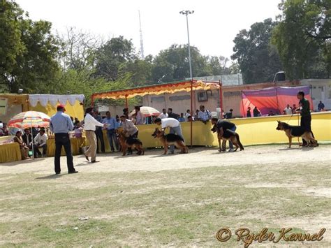 Allahabad Kennel Club 7th And 8th Championship Dog Show C 2015 Ryder