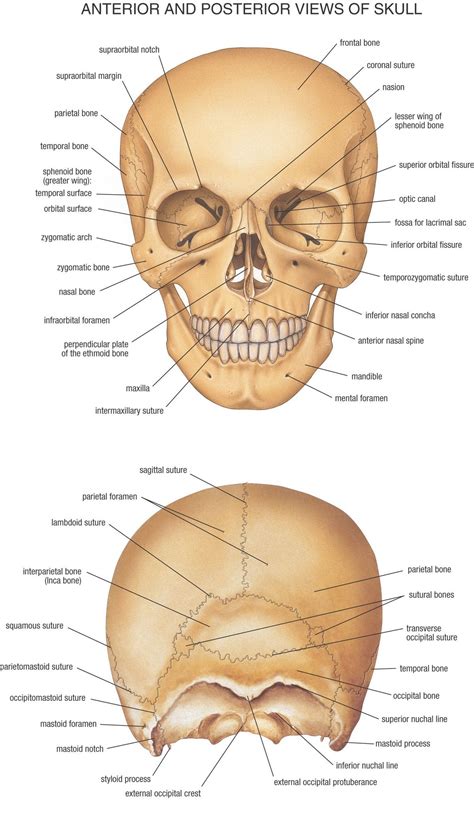 Skull Diagram Inferior View