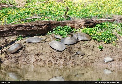 Eastern Spiny Softshell Apalone Spinifera