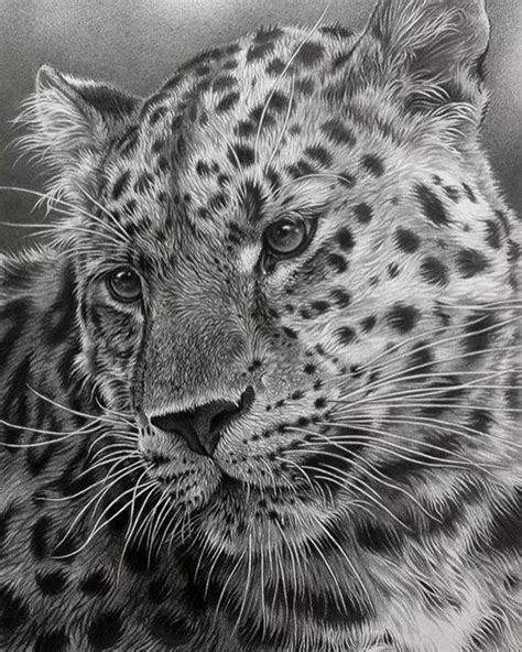 Amur Leopard Pencil On Strathmore This Drawing Is From A Couple Of