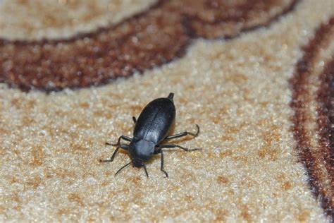 Un Snug The Bug In Your Rug Detecting And Preventing Carpet Beetles