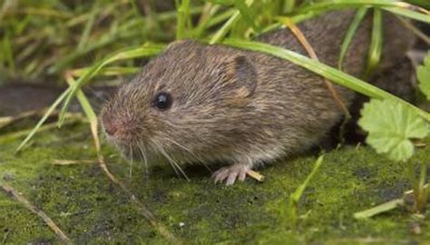 How To Identify Shrews Moles And Voles Sciencing