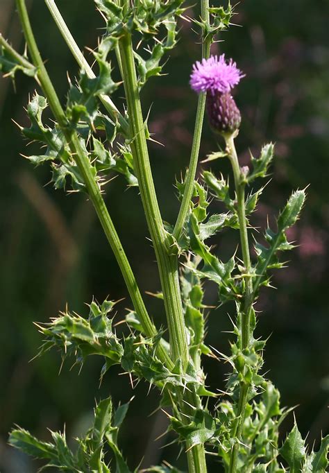 How To Kill Thistles In Lawn